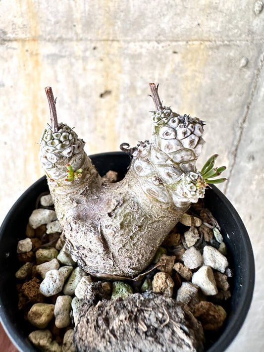 【現品限り】チレコドン・ペアルソニー【K17】 Tylecodon pearsonii