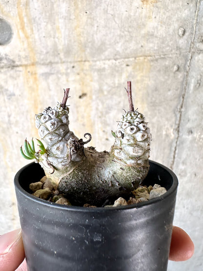 【現品限り】チレコドン・ペアルソニー【K17】 Tylecodon pearsonii