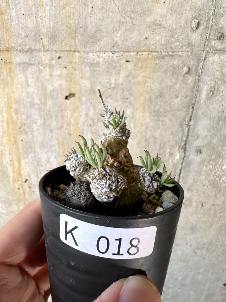 【現品限り】チレコドン・ペアルソニー【K18】 Tylecodon pearsonii