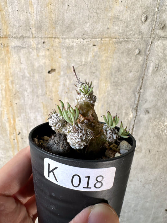 【現品限り】チレコドン・ペアルソニー【K18】 Tylecodon pearsonii