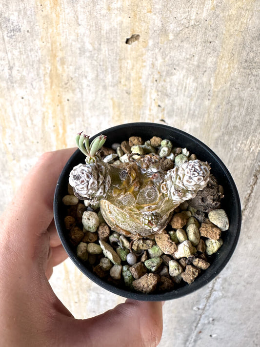 【現品限り】チレコドン・ペアルソニー【K19】 Tylecodon pearsonii