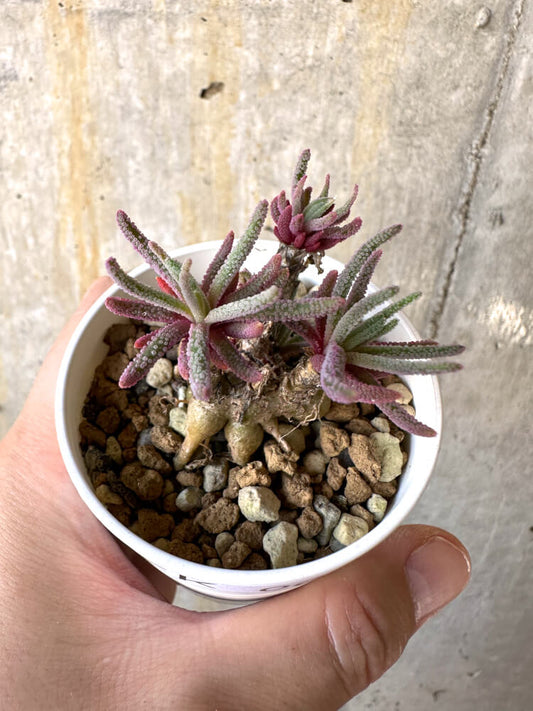 【現品限り】フィロボルス・レスルゲンス【K1】 Phyllobolus resurgens
