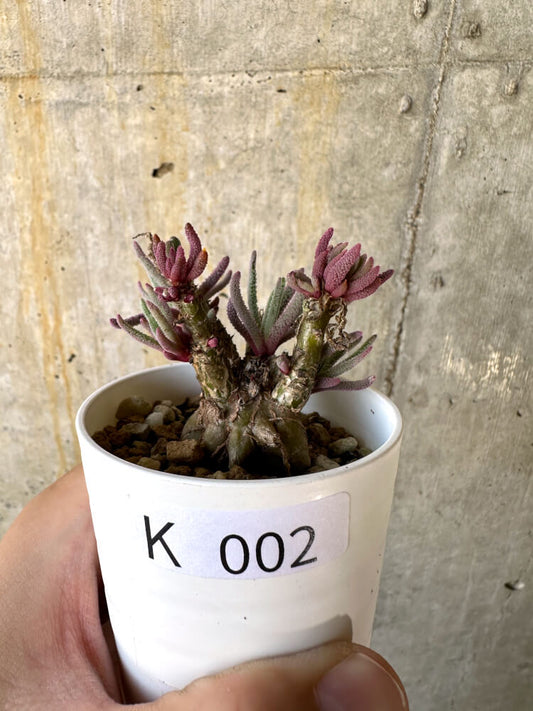 【現品限り】フィロボルス・レスルゲンス【K2】 Phyllobolus resurgens