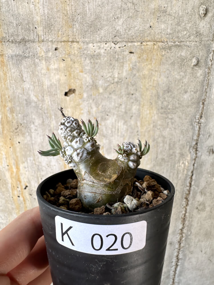 【現品限り】チレコドン・ペアルソニー【K20】 Tylecodon pearsonii