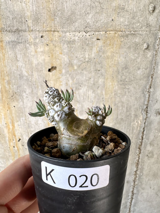 【現品限り】チレコドン・ペアルソニー【K20】 Tylecodon pearsonii