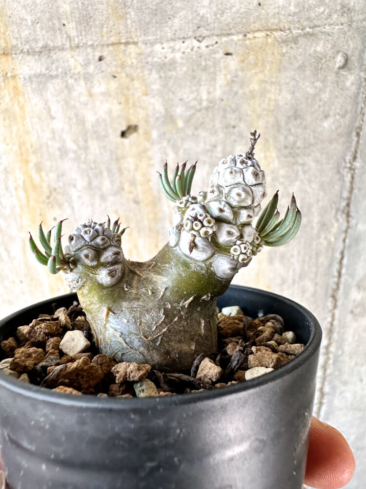 【現品限り】チレコドン・ペアルソニー【K20】 Tylecodon pearsonii