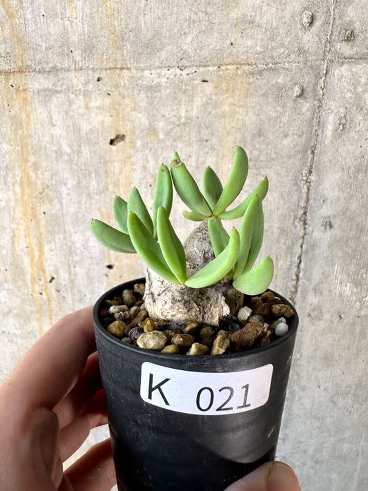【現品限り】チレコドン・レティキュラーツス 万物想【K21】 Tylecodon reticulatus