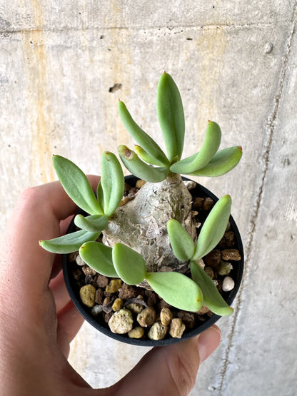 【現品限り】チレコドン・レティキュラーツス 万物想【K21】 Tylecodon reticulatus