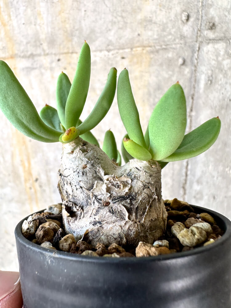 【現品限り】チレコドン・レティキュラーツス 万物想【K21】 Tylecodon reticulatus