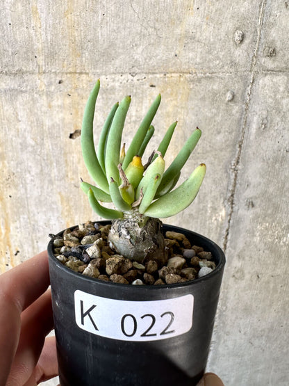 【現品限り】チレコドン・レティキュラーツス 万物想【K22】 Tylecodon reticulatus