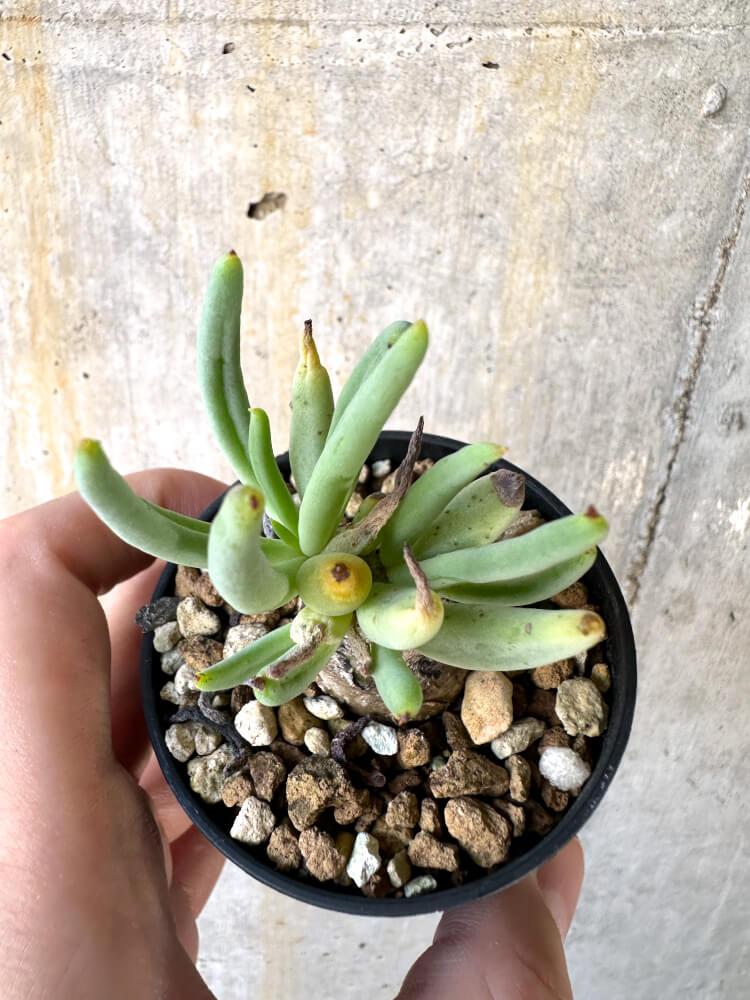 【現品限り】チレコドン・レティキュラーツス 万物想【K22】 Tylecodon reticulatus