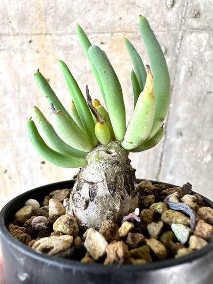 【現品限り】チレコドン・レティキュラーツス 万物想【K22】 Tylecodon reticulatus