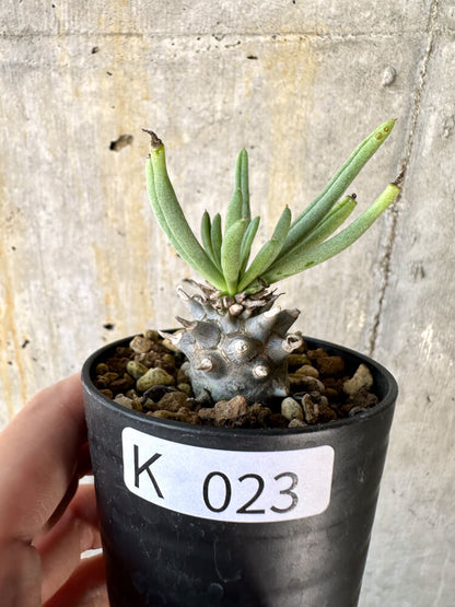 【現品限り】チレコドン・ルブロベノーサス【K23】 Tylecodon rubrovenosus