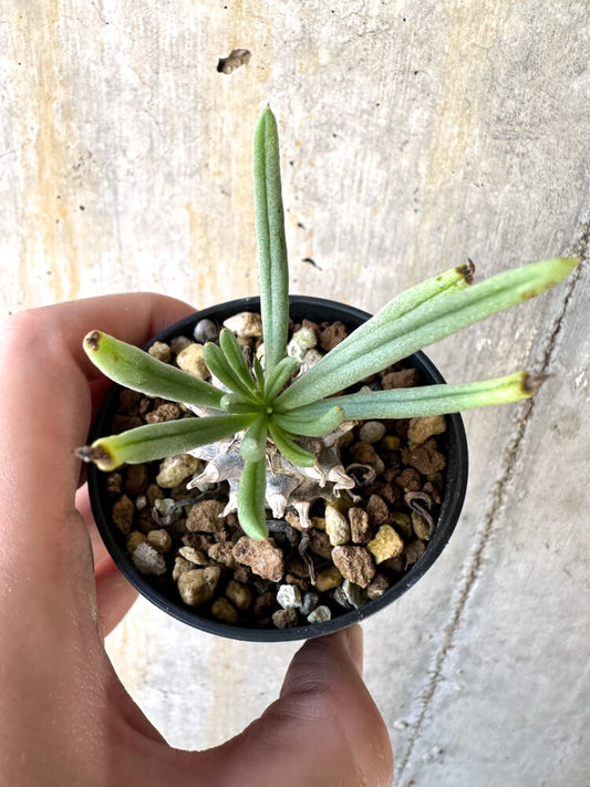 【現品限り】チレコドン・ルブロベノーサス【K23】 Tylecodon rubrovenosus