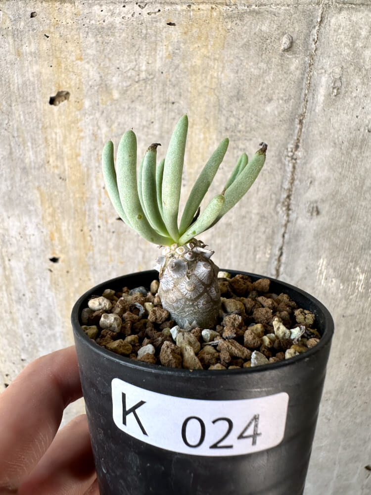 【現品限り】チレコドン・ルブロベノーサス【K24】 Tylecodon rubrovenosus
