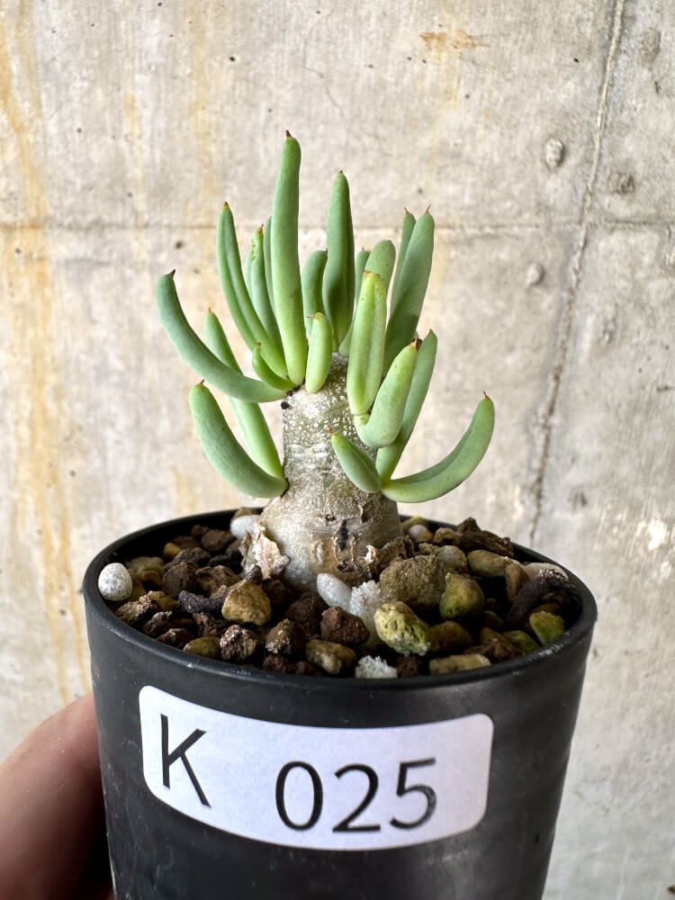 現品限り】チレコドン・レティキュラーツス 万物想【K25】 Tylecodon