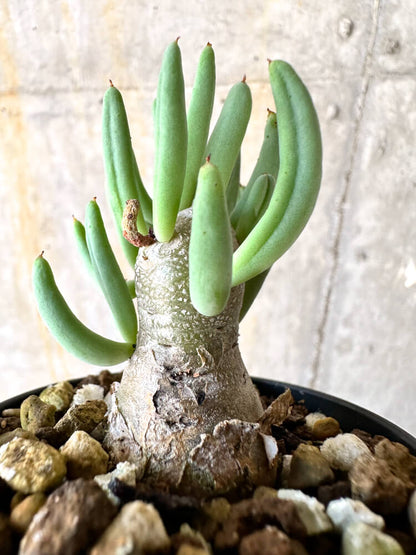 【現品限り】チレコドン・レティキュラーツス 万物想【K25】 Tylecodon reticulatus