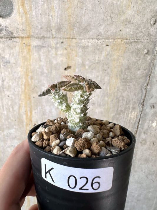 【現品限り】ユーフォルビア・トゥレアレンシス【K26】 Euphorbia tulearensis