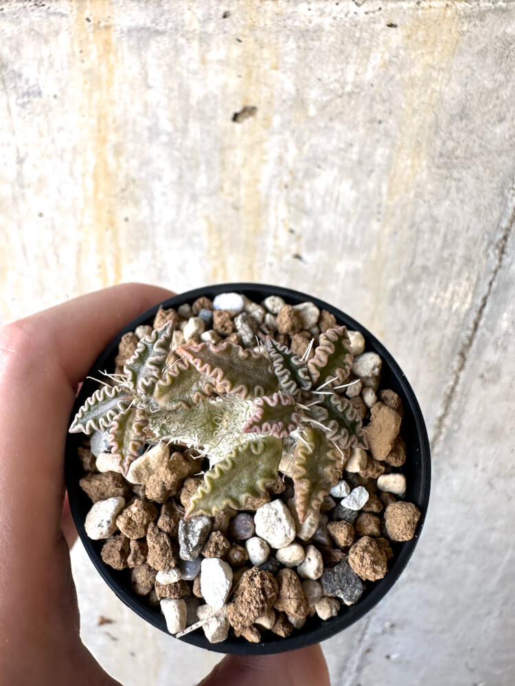 【現品限り】ユーフォルビア・トゥレアレンシス【K26】 Euphorbia tulearensis