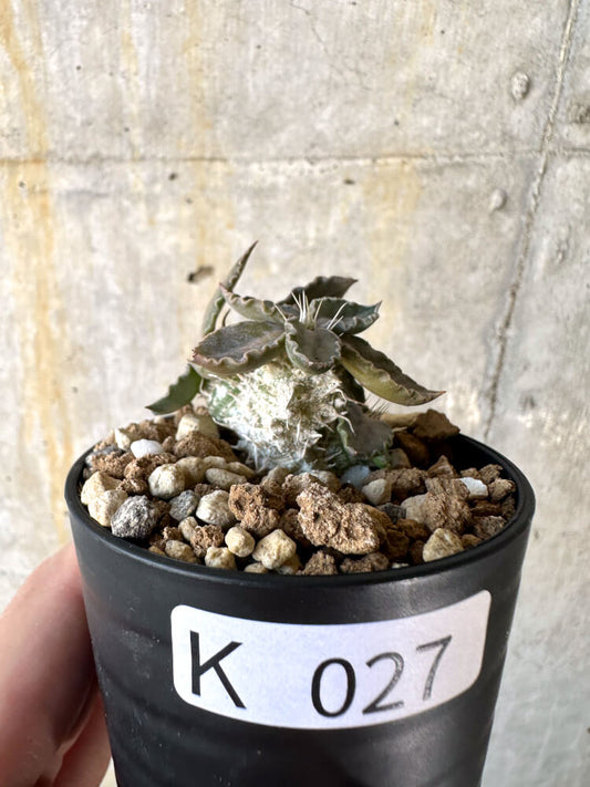 【現品限り】ユーフォルビア・トゥレアレンシス【K27】 Euphorbia tulearensis