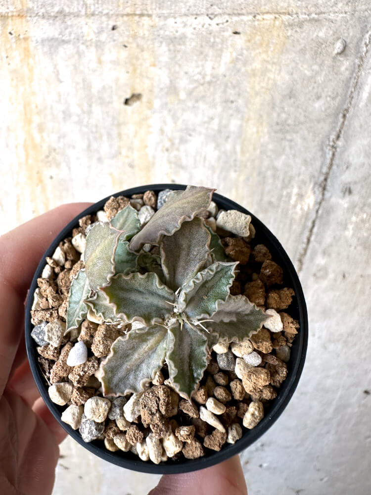 【現品限り】ユーフォルビア・トゥレアレンシス【K27】 Euphorbia tulearensis