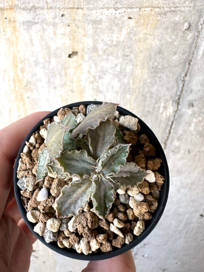 【現品限り】ユーフォルビア・トゥレアレンシス【K27】 Euphorbia tulearensis