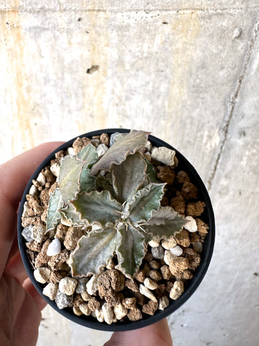 【現品限り】ユーフォルビア・トゥレアレンシス【K27】 Euphorbia tulearensis