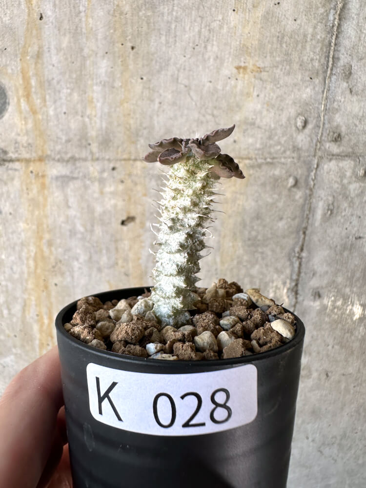 【現品限り】ユーフォルビア・トゥレアレンシス【K28】 Euphorbia tulearensis