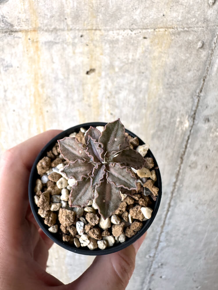 【現品限り】ユーフォルビア・トゥレアレンシス【K28】 Euphorbia tulearensis