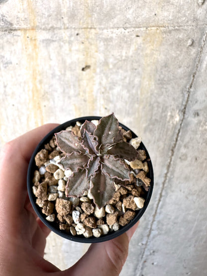 【現品限り】ユーフォルビア・トゥレアレンシス【K28】 Euphorbia tulearensis