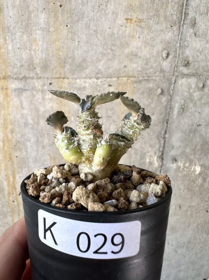 【現品限り】ユーフォルビア・トゥレアレンシス【K29】 Euphorbia tulearensis