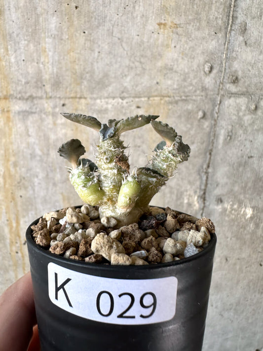 【現品限り】ユーフォルビア・トゥレアレンシス【K29】 Euphorbia tulearensis
