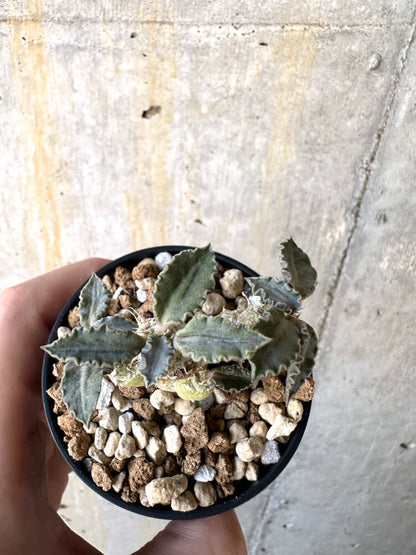 【現品限り】ユーフォルビア・トゥレアレンシス【K29】 Euphorbia tulearensis