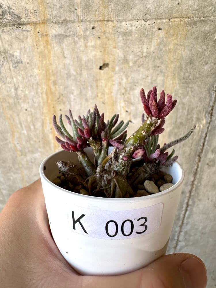 【現品限り】フィロボルス・レスルゲンス【K3】 Phyllobolus resurgens