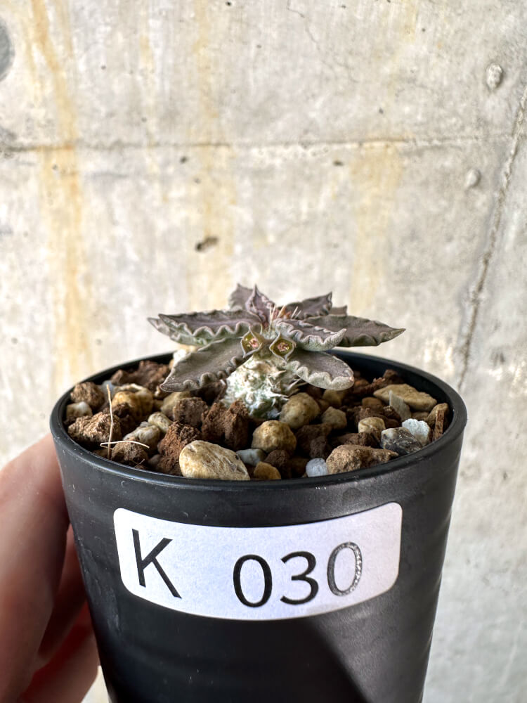 【現品限り】ユーフォルビア・トゥレアレンシス【K30】 Euphorbia tulearensis