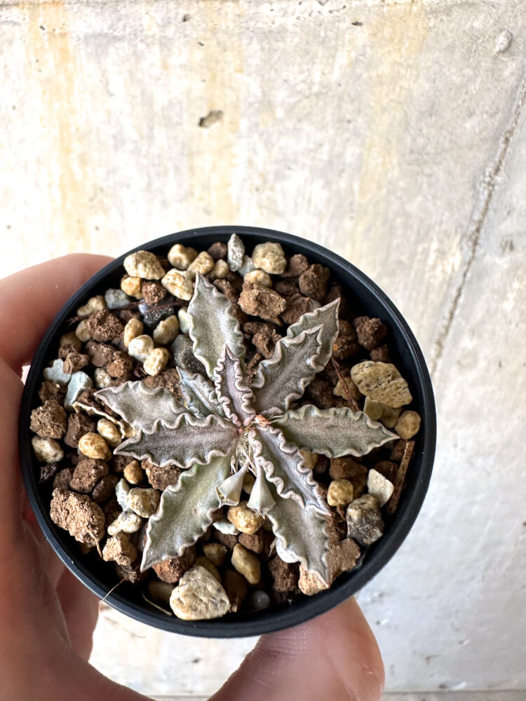 【現品限り】ユーフォルビア・トゥレアレンシス【K30】 Euphorbia tulearensis