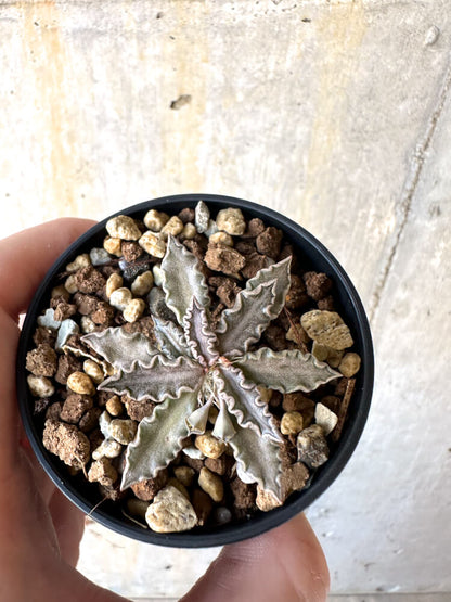【現品限り】ユーフォルビア・トゥレアレンシス【K30】 Euphorbia tulearensis