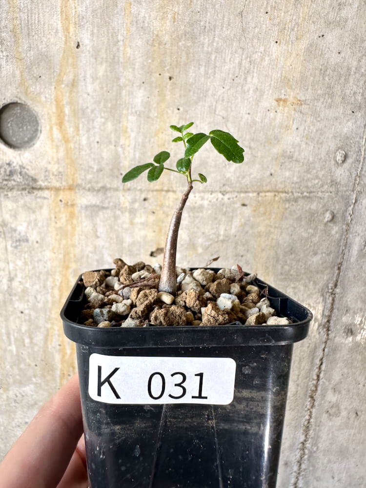 【現品限り】コミフォラ・モンストローサ【K31】 Commiphora monstruosa