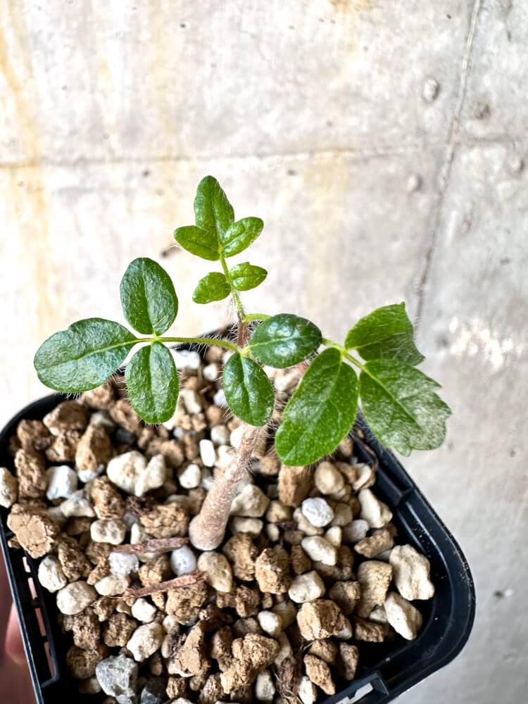 【現品限り】コミフォラ・モンストローサ【K31】 Commiphora monstruosa