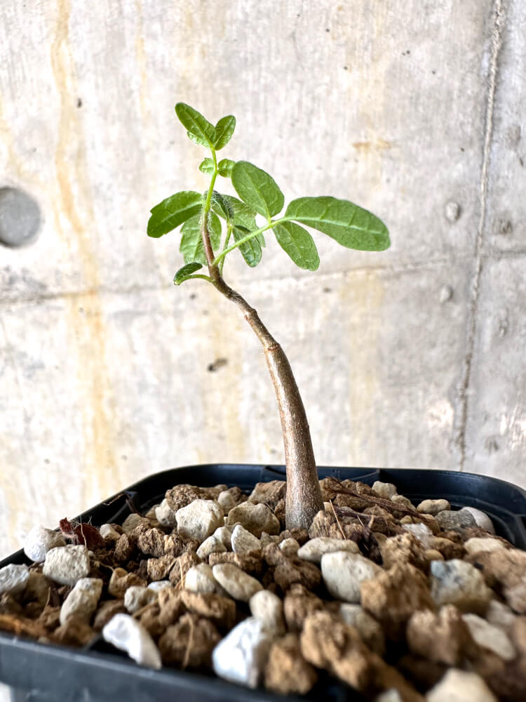 【現品限り】コミフォラ・モンストローサ【K31】 Commiphora monstruosa