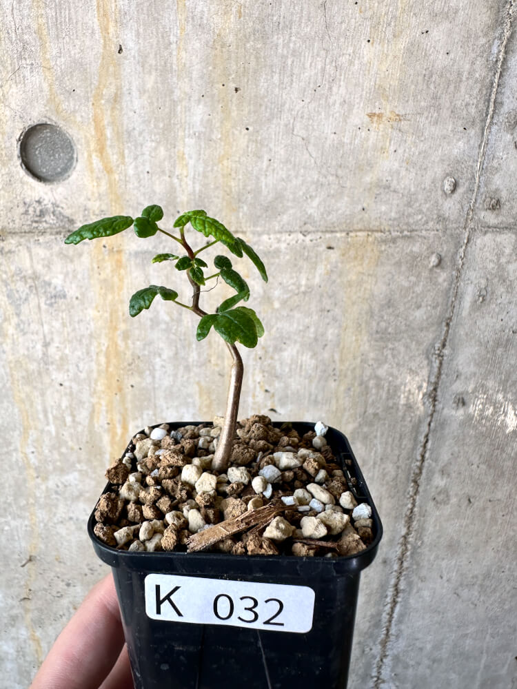 【現品限り】コミフォラ・モンストローサ【K32】 Commiphora monstruosa