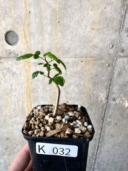 【現品限り】コミフォラ・モンストローサ【K32】 Commiphora monstruosa