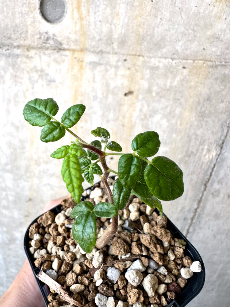 【現品限り】コミフォラ・モンストローサ【K32】 Commiphora monstruosa