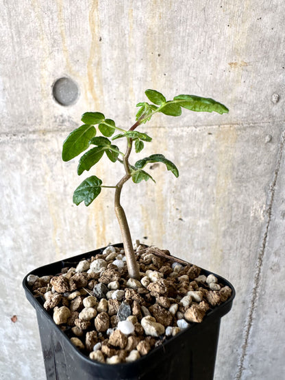 【現品限り】コミフォラ・モンストローサ【K32】 Commiphora monstruosa