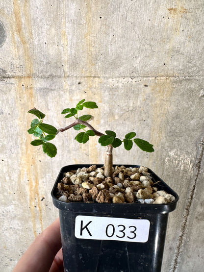 【現品限り】コミフォラ・モンストローサ【K33】 Commiphora monstruosa