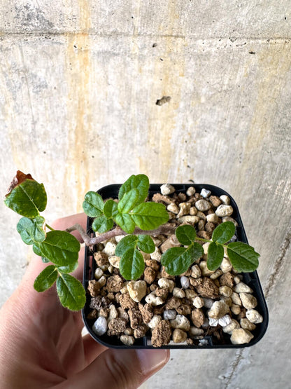 【現品限り】コミフォラ・モンストローサ【K33】 Commiphora monstruosa