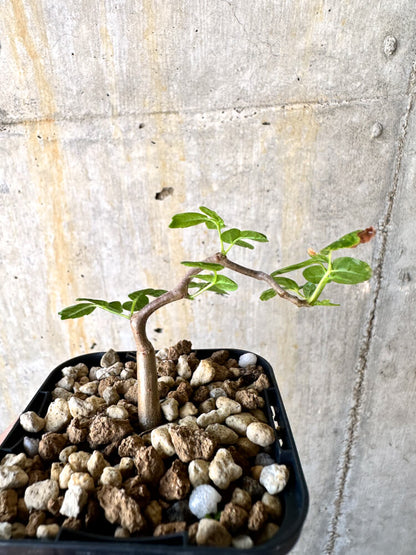 【現品限り】コミフォラ・モンストローサ【K33】 Commiphora monstruosa