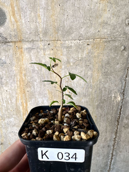 【現品限り】コミフォラ・モンストローサ【K34】 Commiphora monstruosa