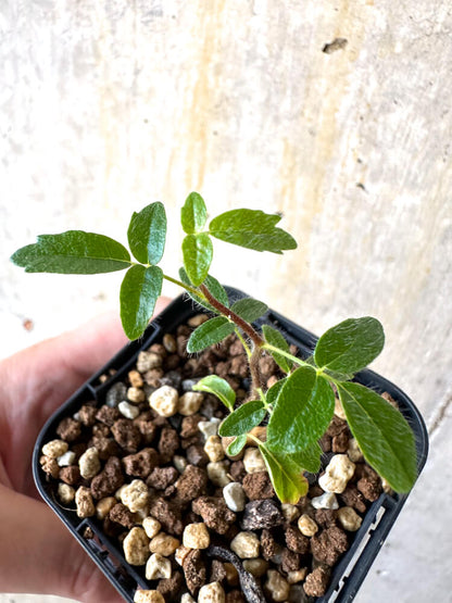 【現品限り】コミフォラ・モンストローサ【K34】 Commiphora monstruosa