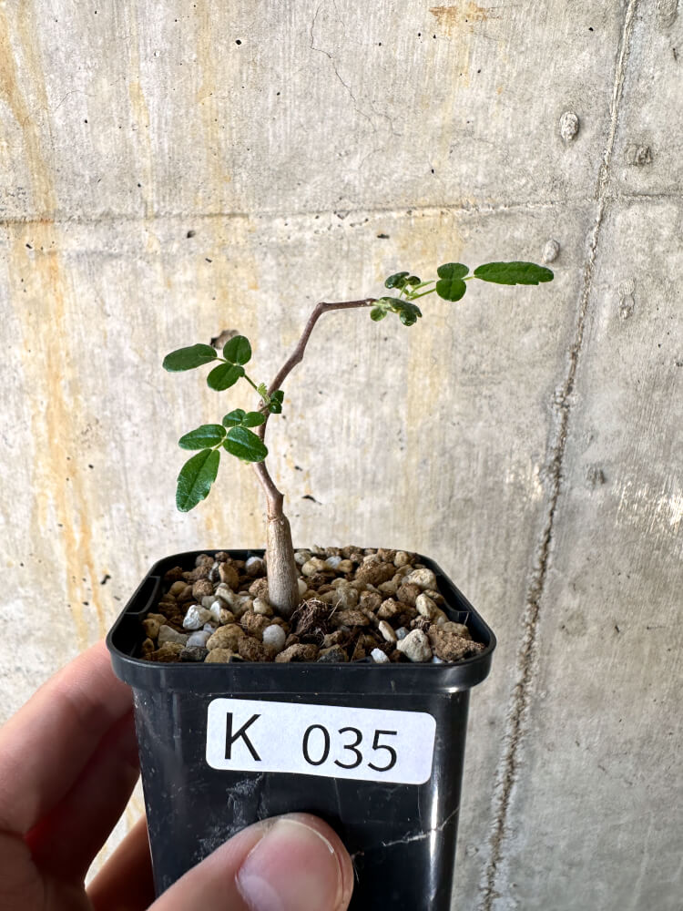 【現品限り】コミフォラ・モンストローサ【K35】 Commiphora monstruosa